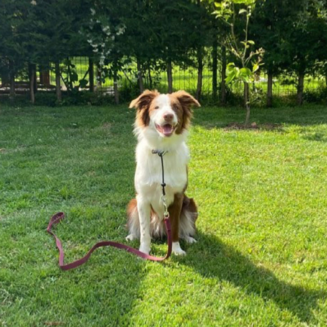 Reactive & Aggressive Dog Training