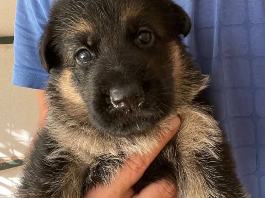 sebok9 puppy training vancouver