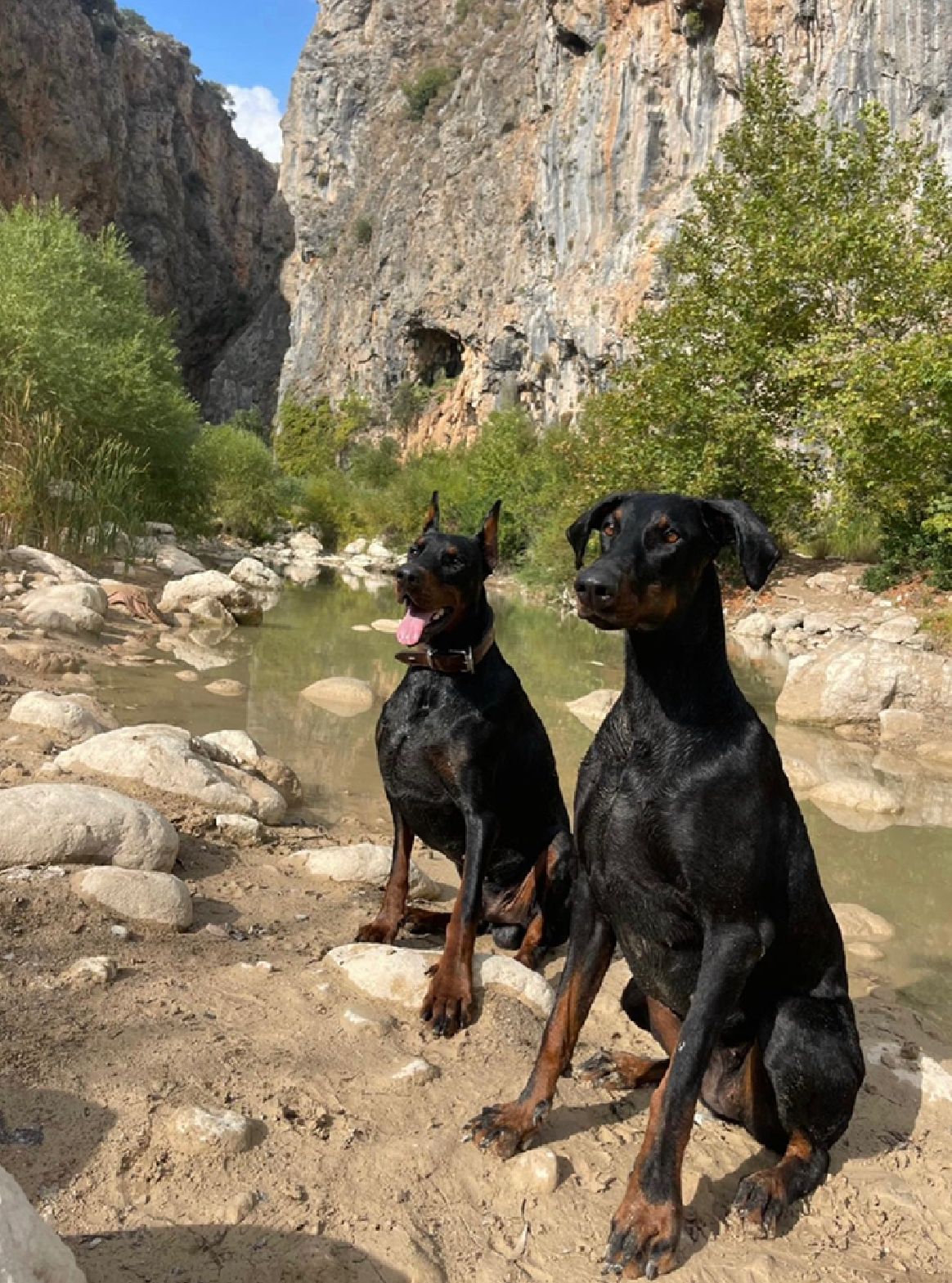 Off Leash Obedience Training
